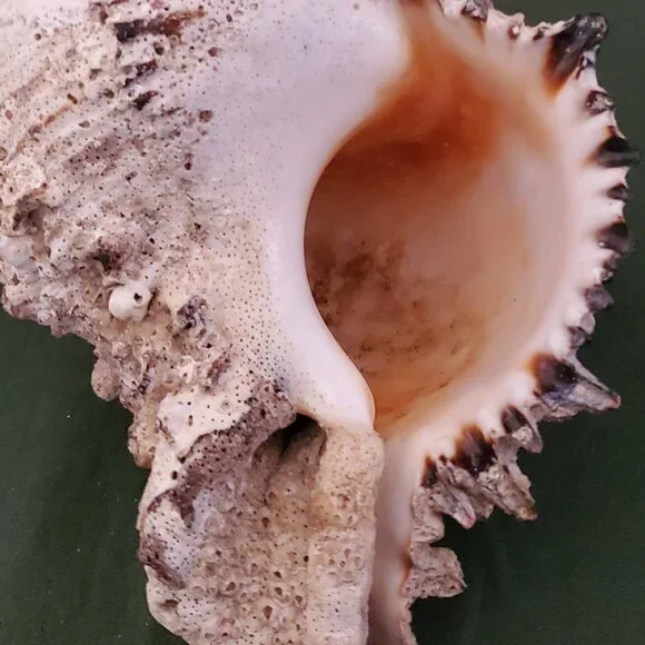Extra Large Sandy Sea Shell with Wide Mouthed Spikey Conch Decor